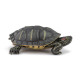 Tortue de Floride, figurine PAPO 50309