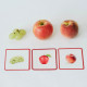 Imagier FRUITS & LEGUMES mini Mondy, cartes de nomenclature OBSERVE Montessori